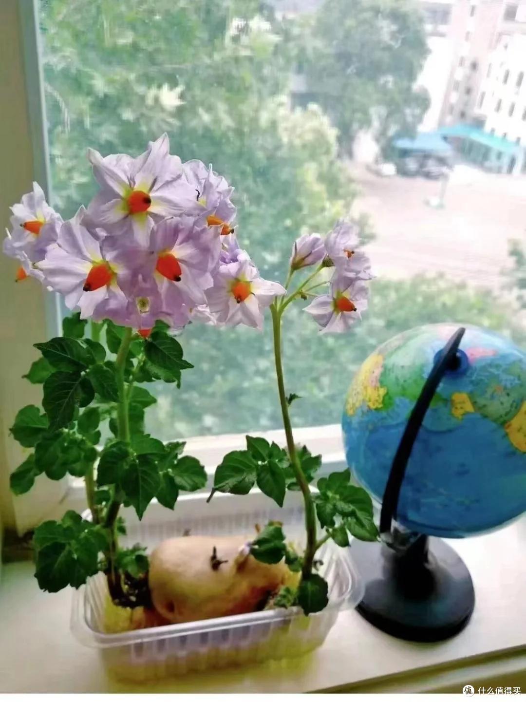 本来要炒个西兰花,它却开花了,山东一姑娘的“搞笑展示”,火了