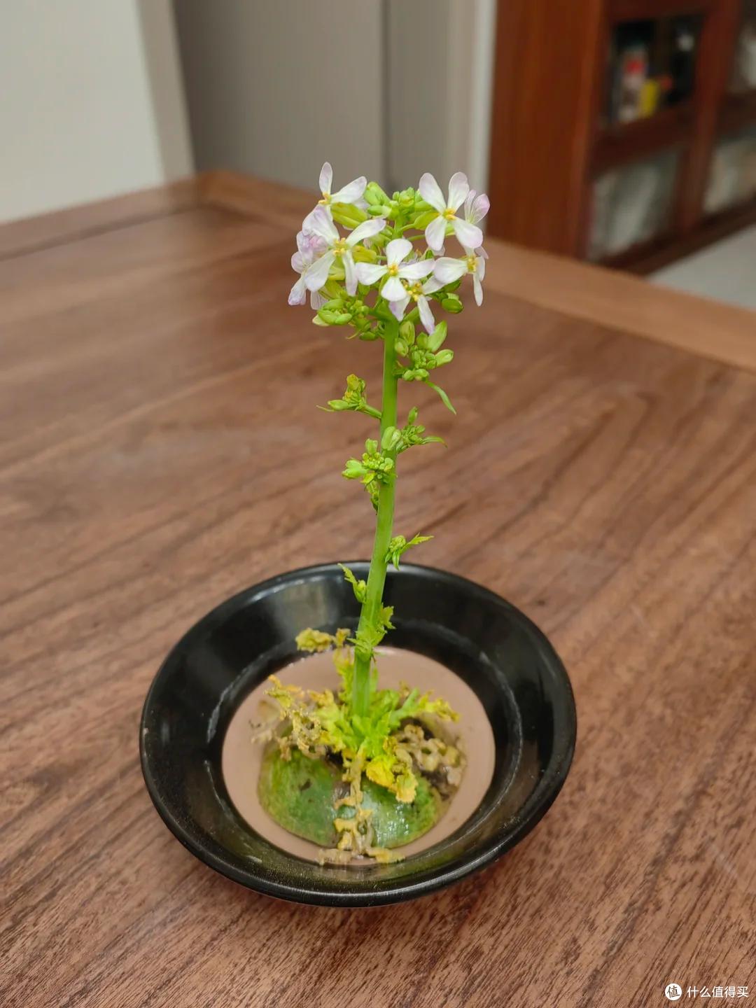 本来要炒个西兰花,它却开花了,山东一姑娘的“搞笑展示”,火了