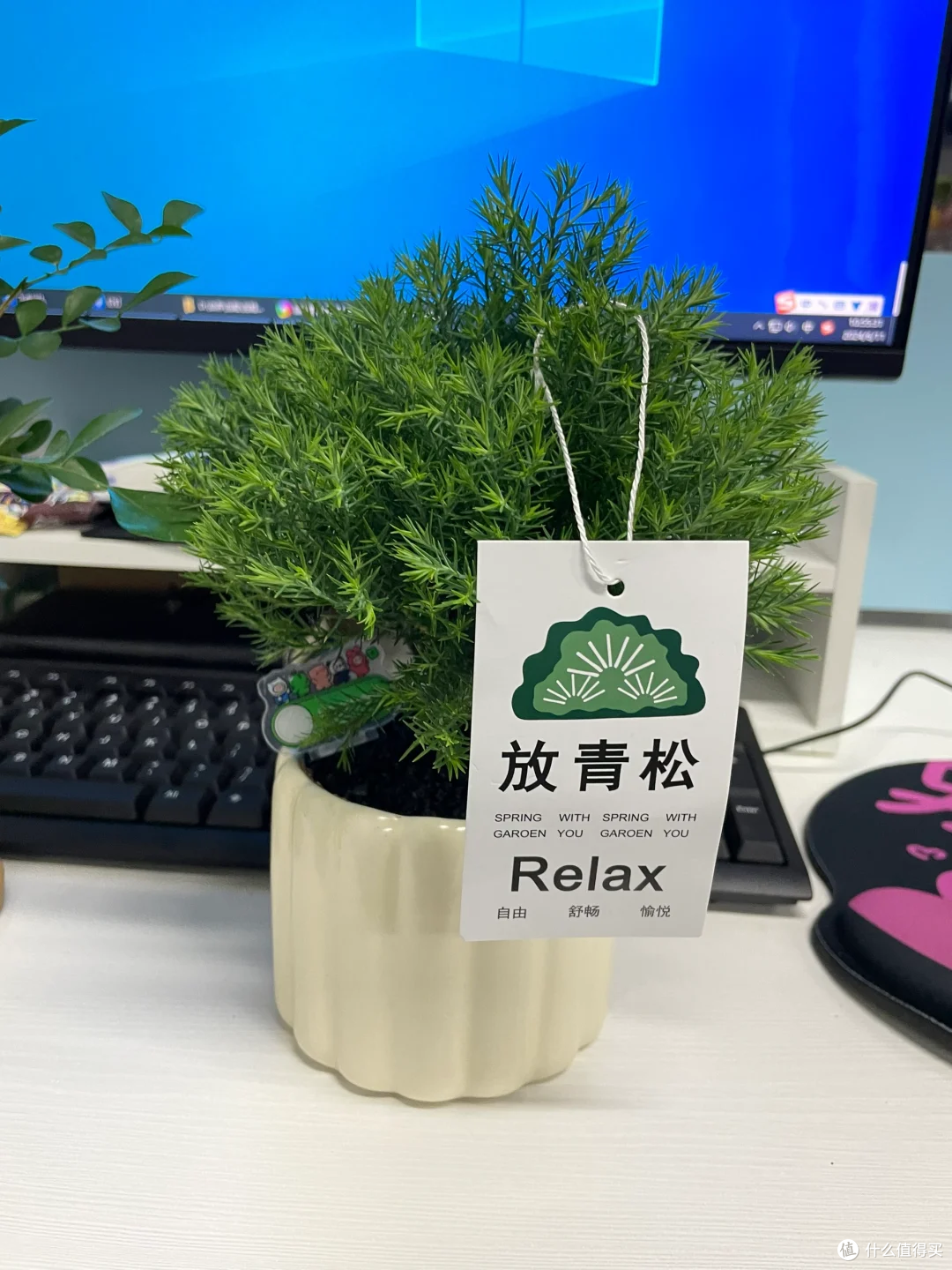 放青松绿植：让桌面变身治愈创意角落_鲜花绿植_什么值得买