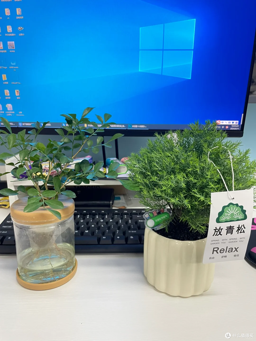 放青松绿植：让桌面变身治愈创意角落_鲜花绿植_什么值得买