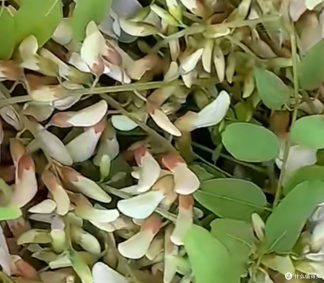 舌尖上的槐花盛宴:自制美味蒸槐花