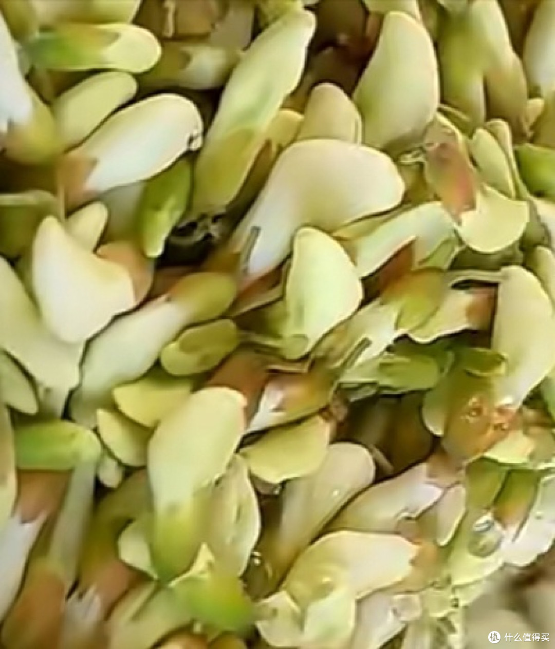 舌尖上的槐花盛宴:自制美味蒸槐花