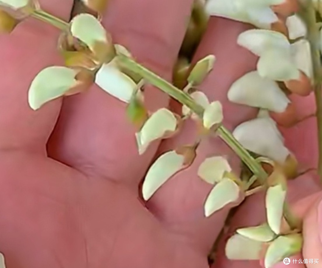 舌尖上的槐花盛宴:自制美味蒸槐花