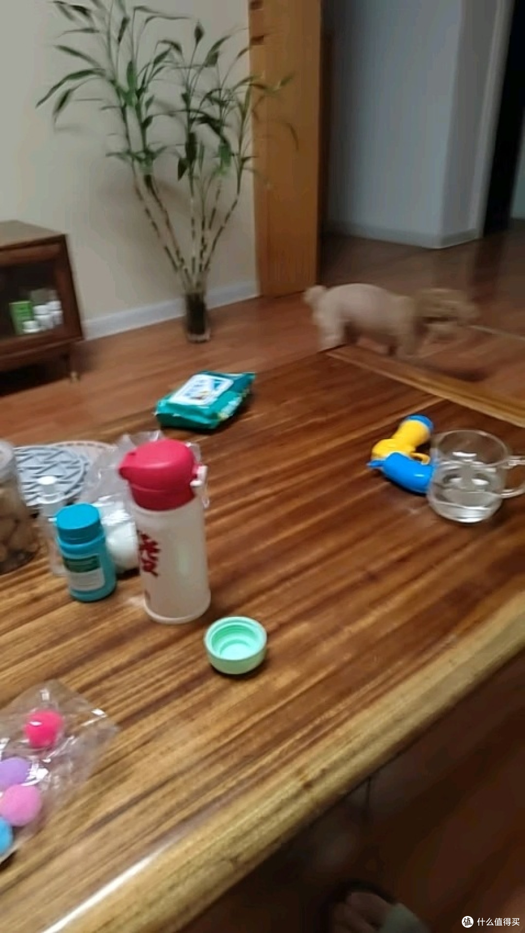 猫咪自嗨神器,室内逗猫必备