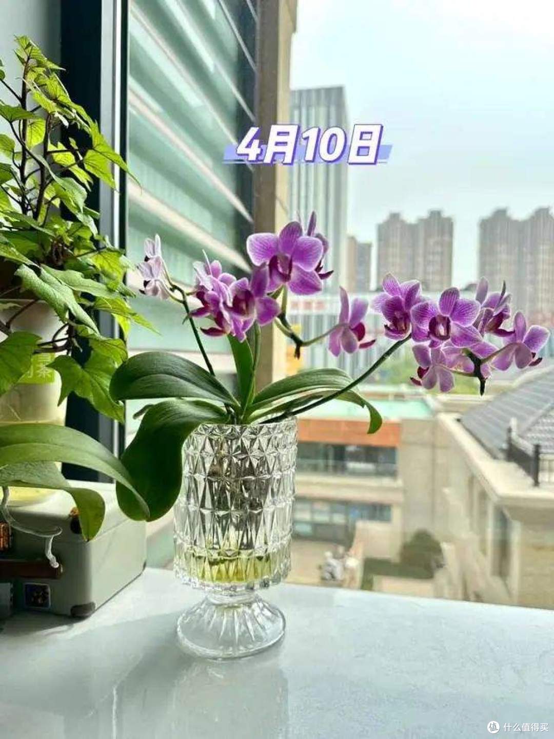 养了11年蝴蝶兰,我总结了“四字真言”,一定要“清水养根”!