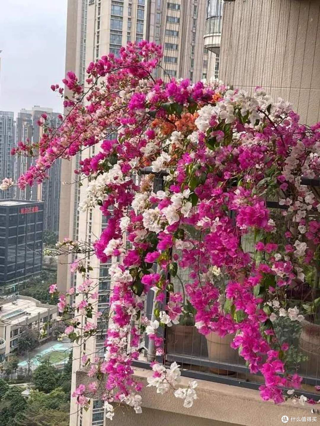 三角梅,应该“干养”还是“湿养”?许多人弄反了,难怪不开花!