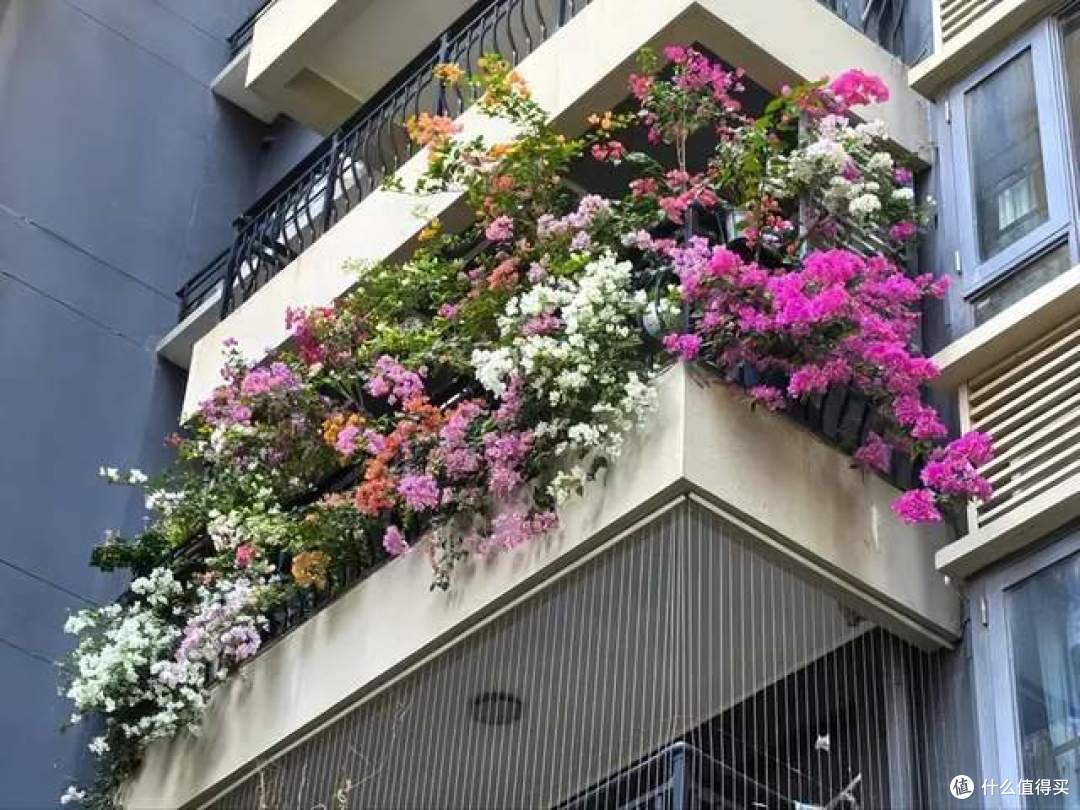 三角梅,应该“干养”还是“湿养”?许多人弄反了,难怪不开花!