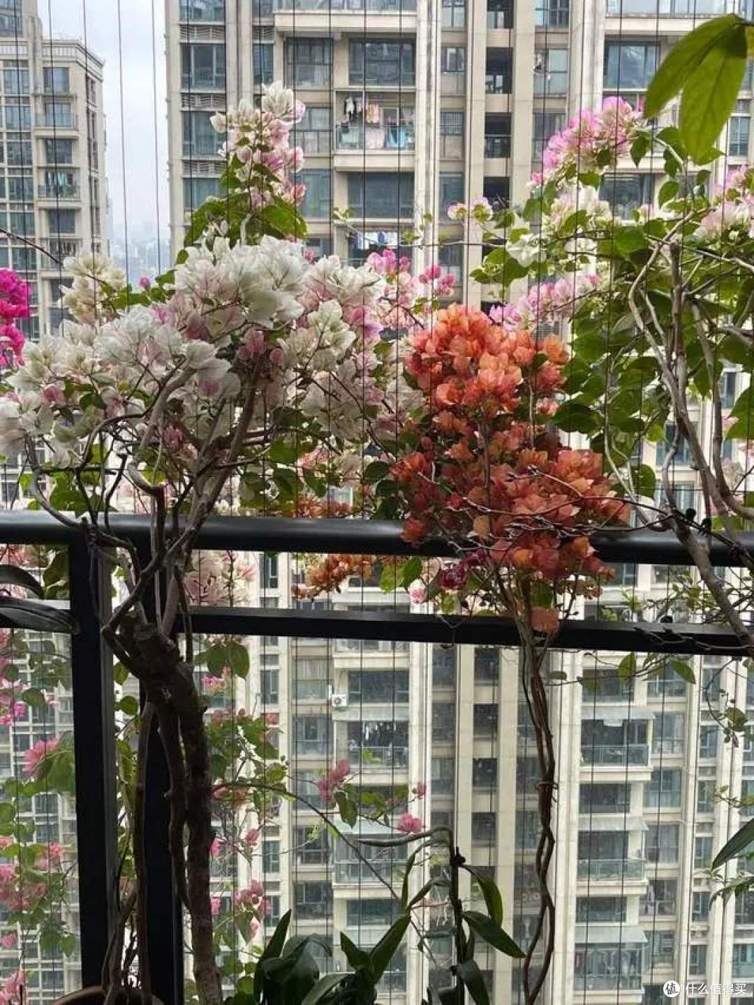 三角梅,应该“干养”还是“湿养”?许多人弄反了,难怪不开花!