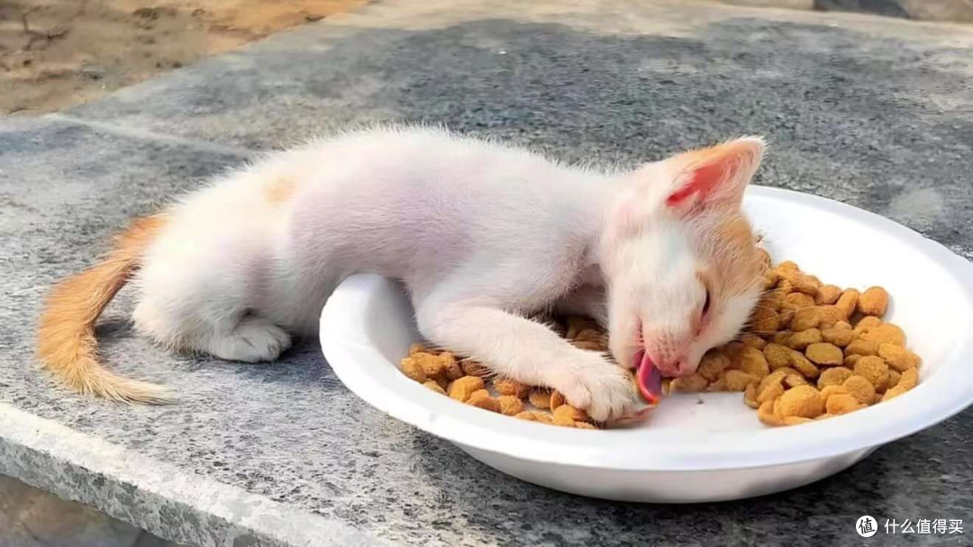 2025国产猫粮排名前十品牌哪款好国产十大放心猫粮品牌排行榜测评