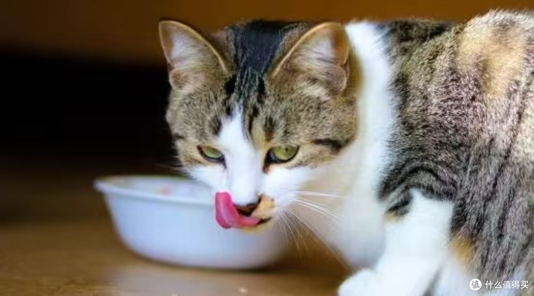 英短蓝猫吃什么猫粮好?2025全网最新测评又便宜又好的猫粮排名