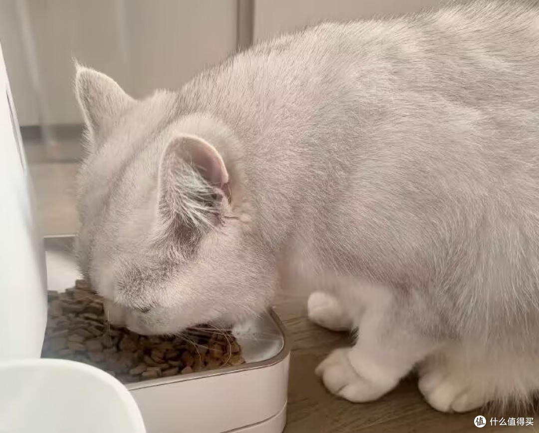 2025猫粮哪个牌子的好值得买?十大放心猫粮国产测评对比