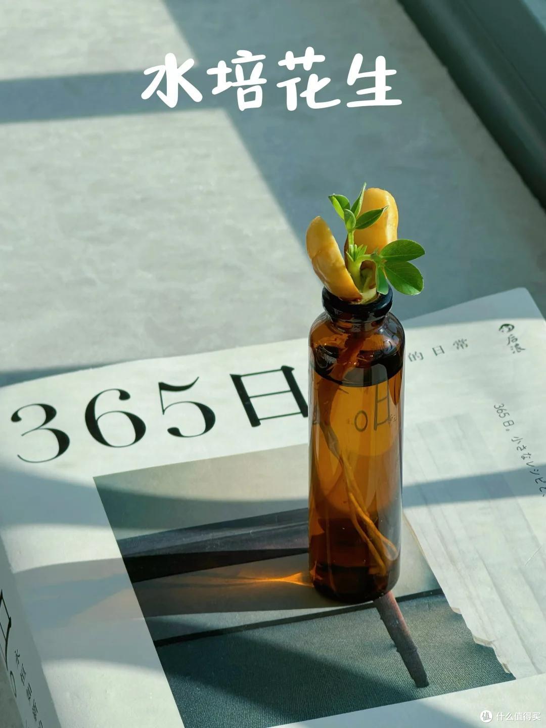 内蒙一姑娘用“口服液瓶养花生”火了,惊艳又治愈,网友:真服了