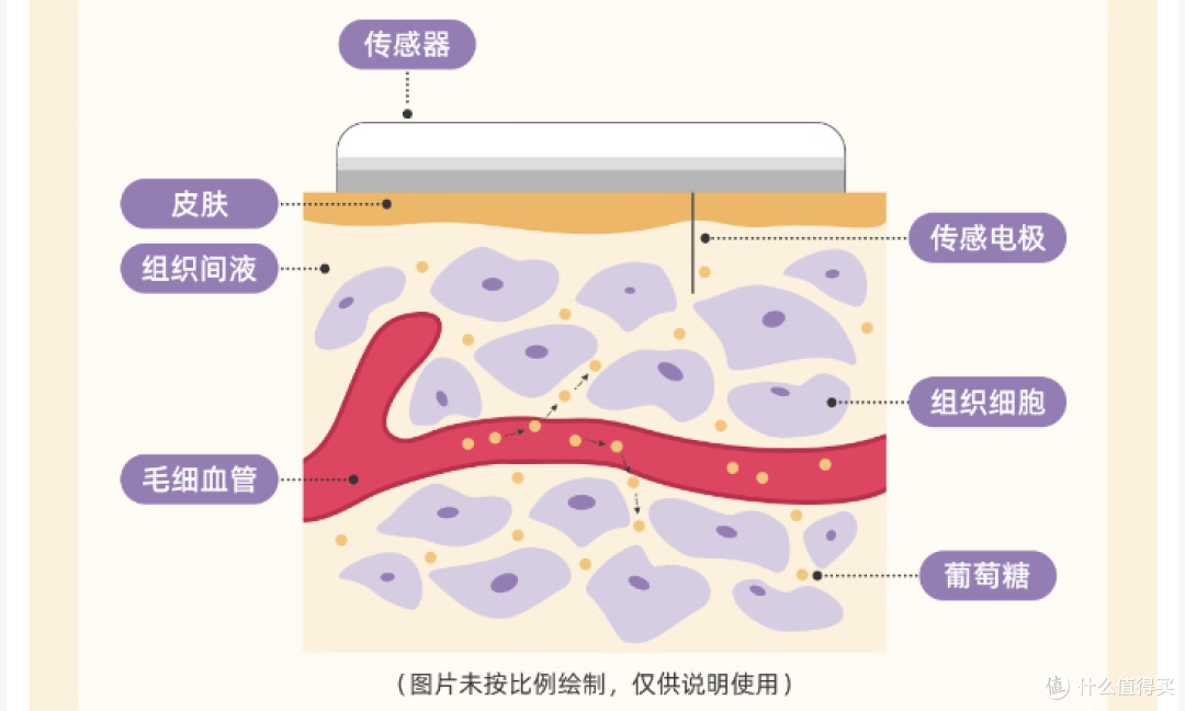 不用扎手指也能测血糖,硅基动感血糖仪,动态控糖才安心
