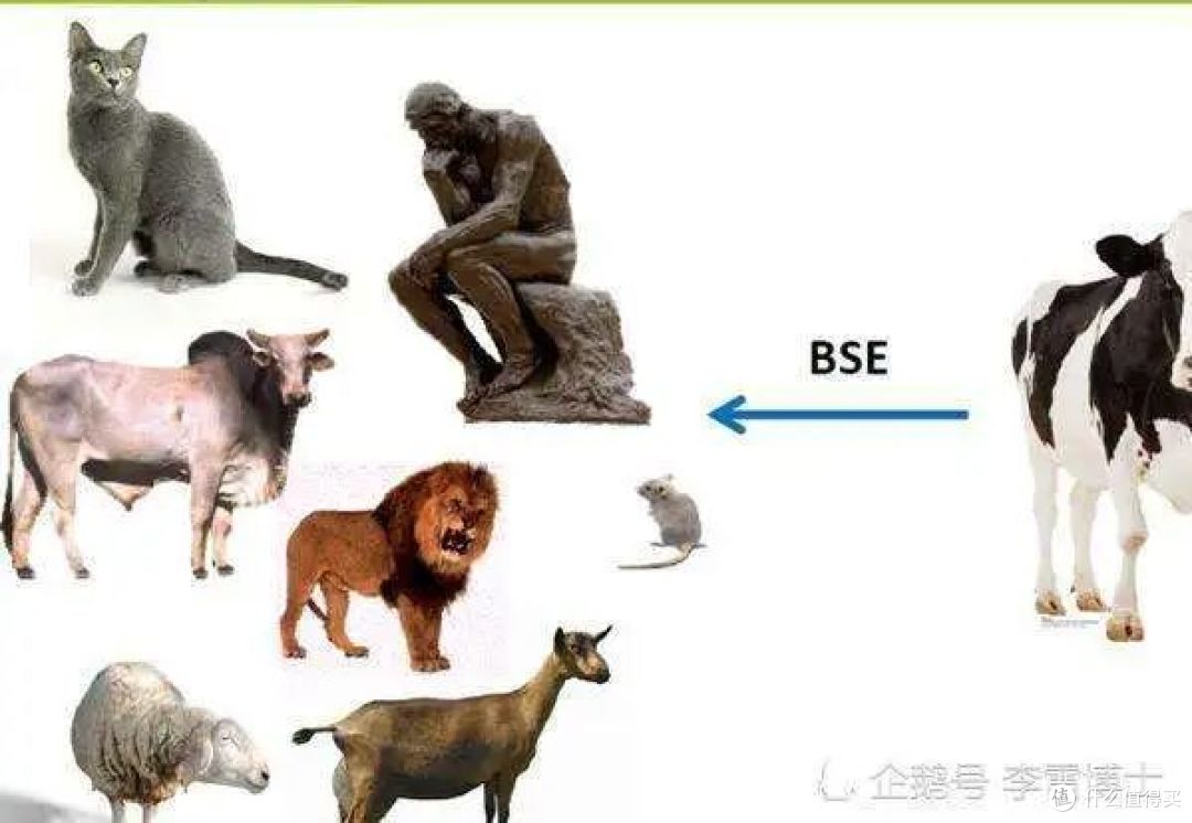 朊病毒入侵,是生态灾难还是人类预警?