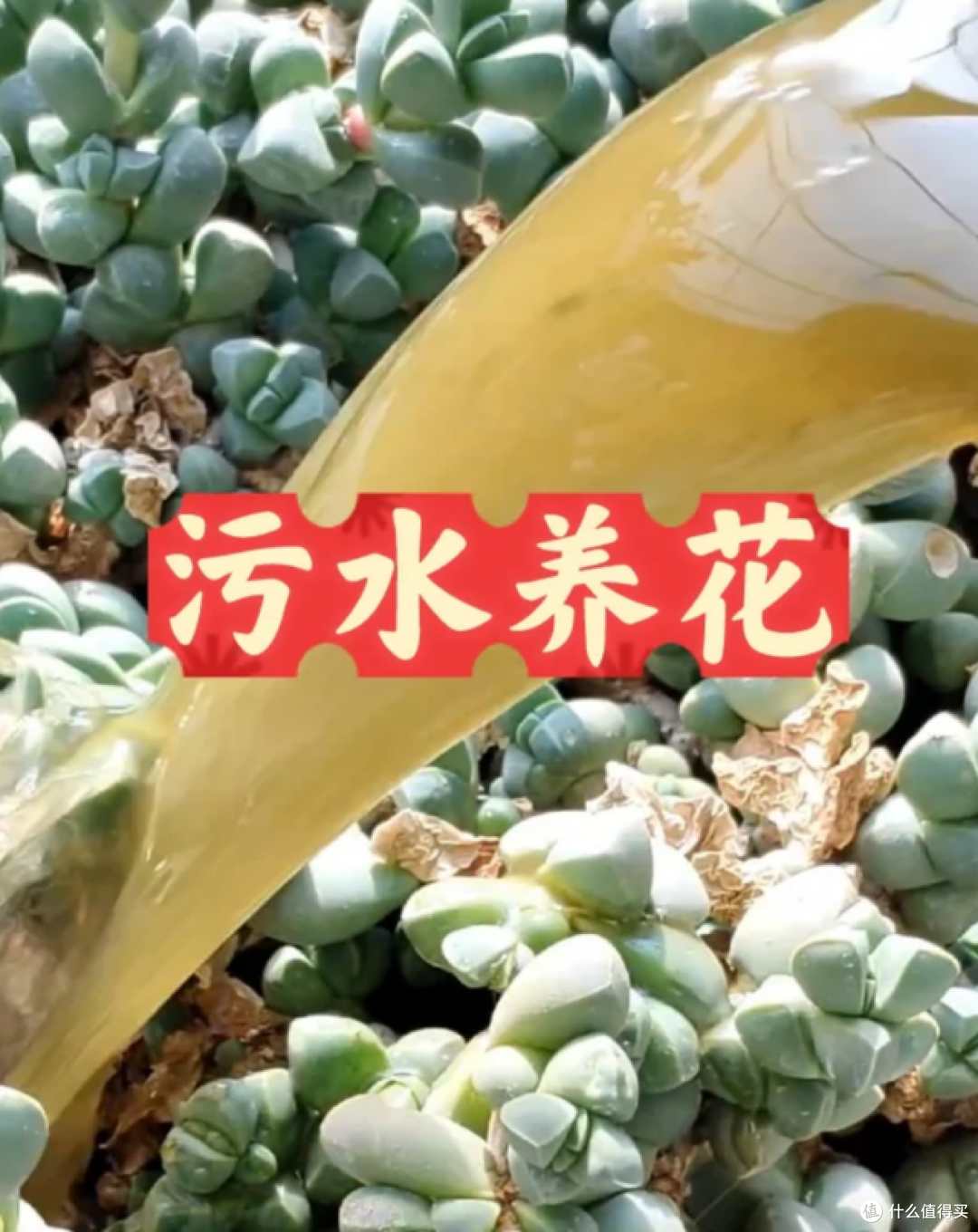 4种能养花的“废水”,胜过“花多多”,既省钱又实用!