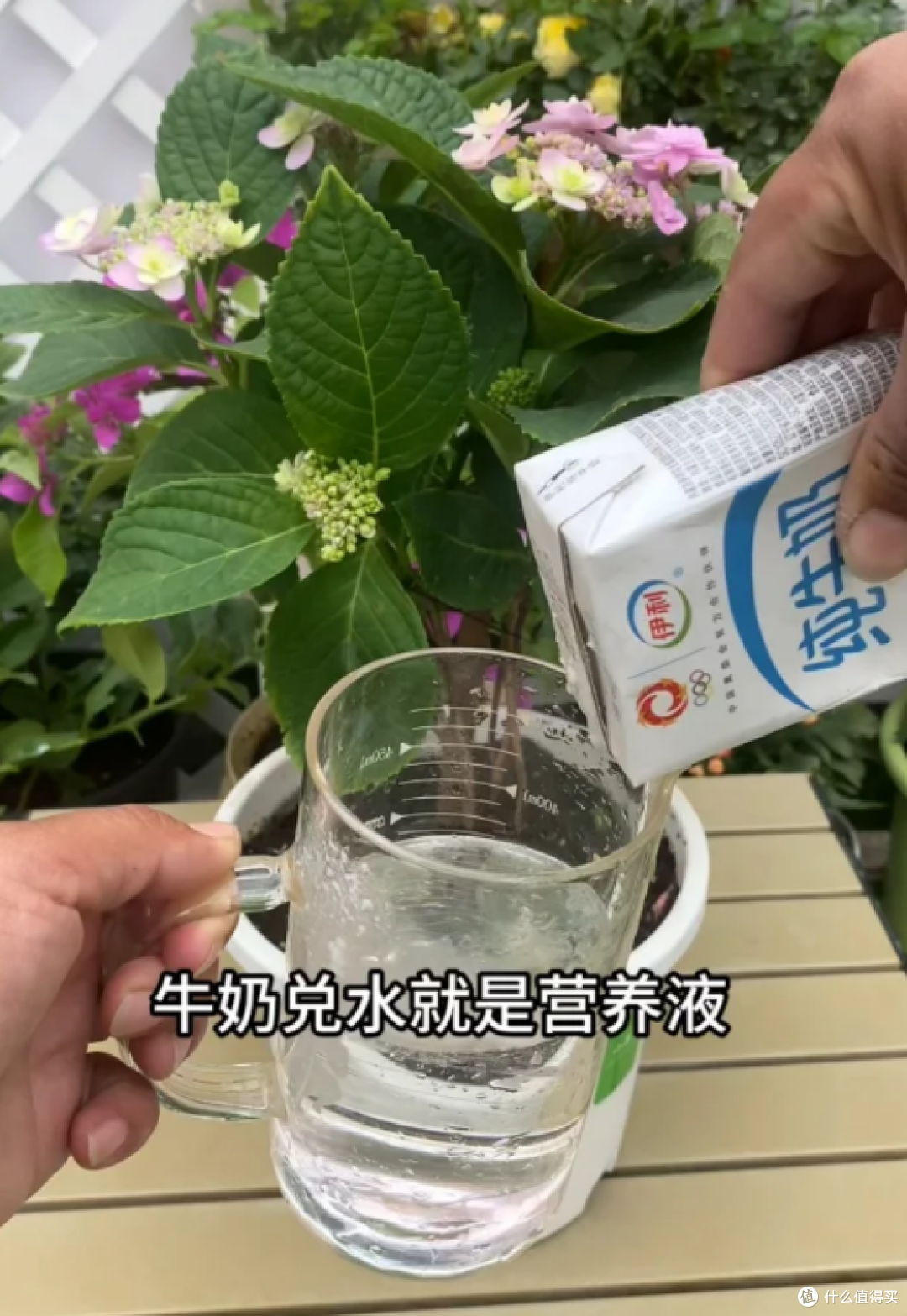 4种能养花的“废水”,胜过“花多多”,既省钱又实用!