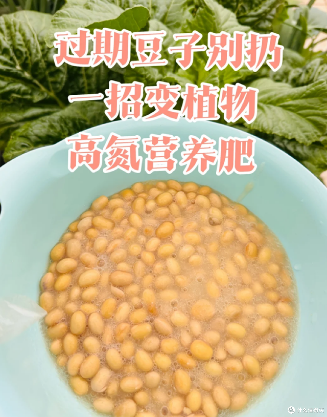 4种能养花的“废水”,胜过“花多多”,既省钱又实用!