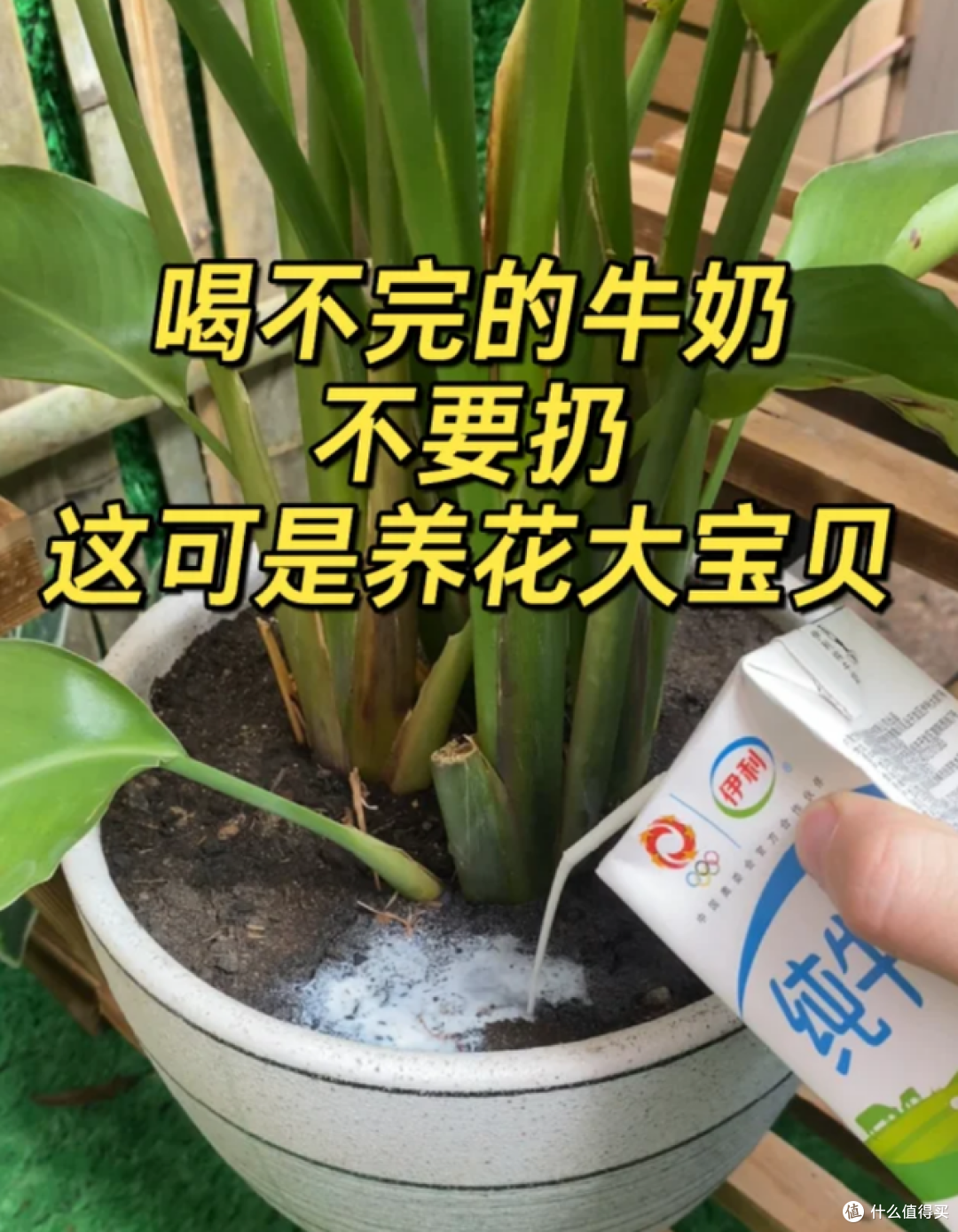 4种能养花的“废水”,胜过“花多多”,既省钱又实用!