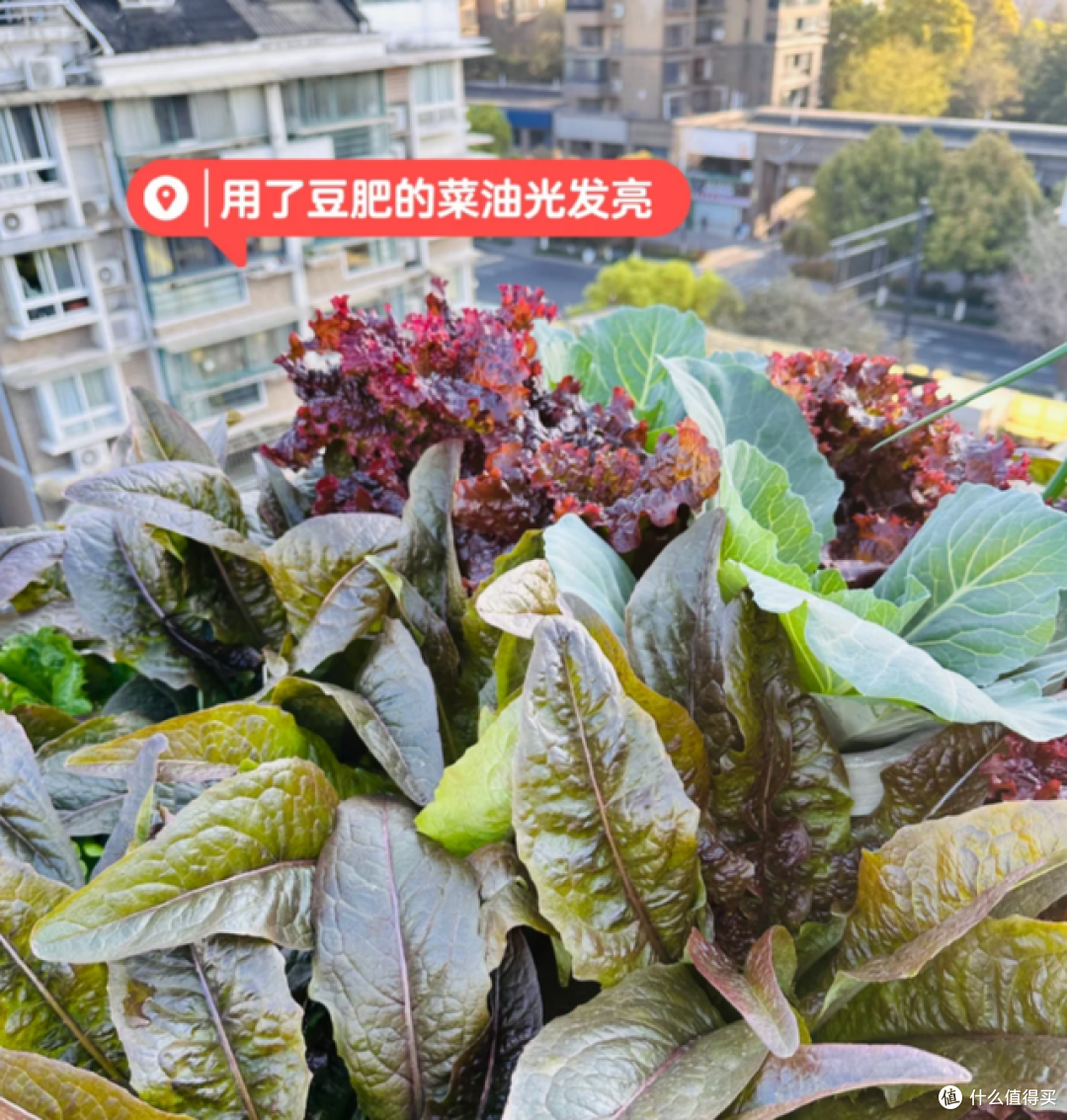 4种能养花的“废水”,胜过“花多多”,既省钱又实用!