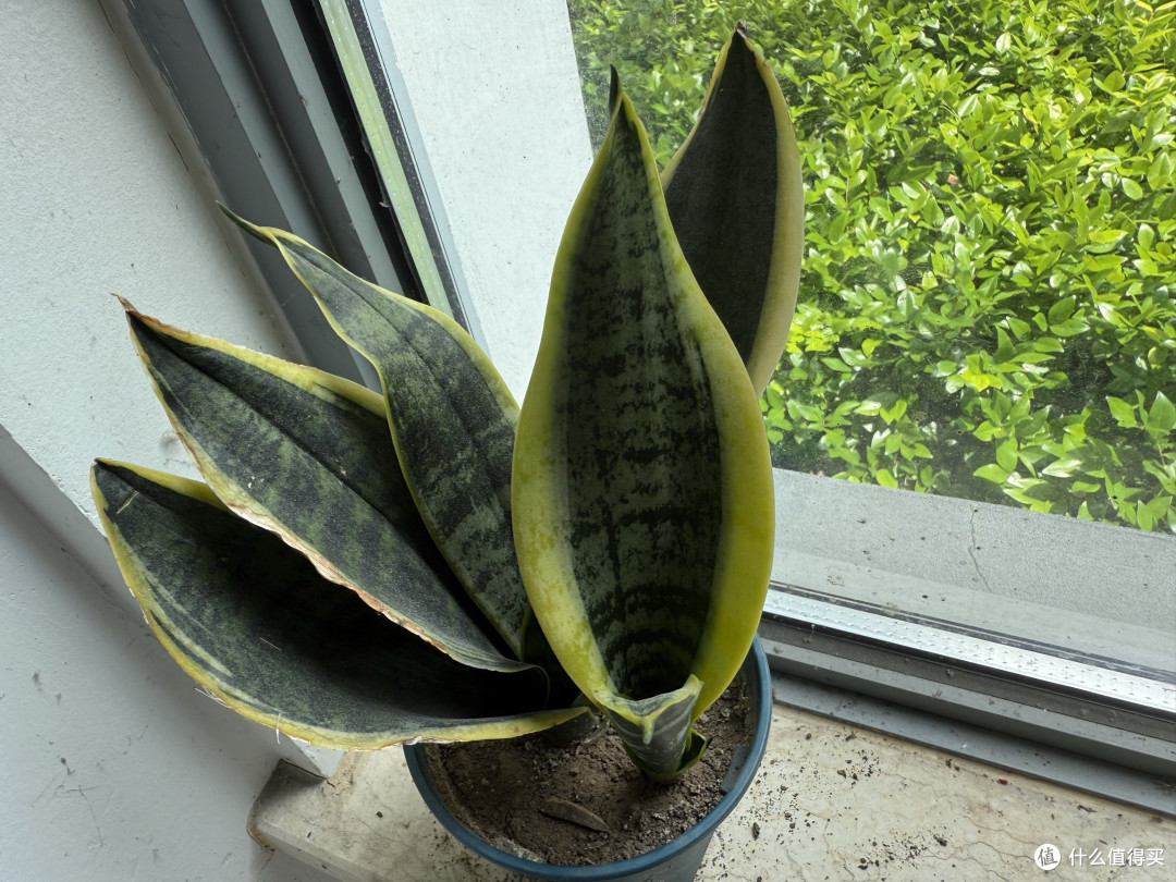 虎皮兰是办公室懒人绿植的好选择