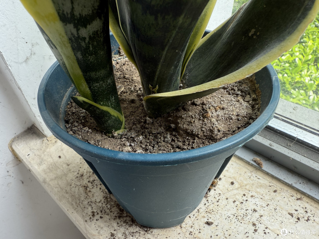 虎皮兰是办公室懒人绿植的好选择