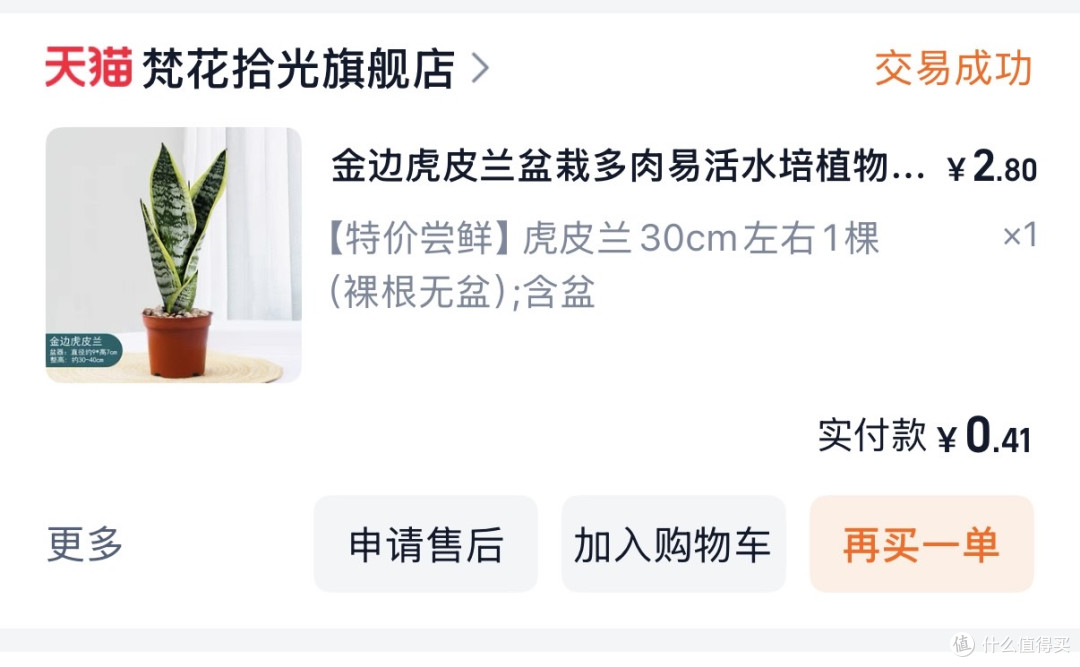 虎皮兰是办公室懒人绿植的好选择