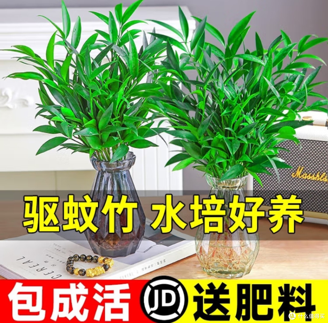 懒人绿植的明智之选：驱蚊竹柏水培植物
