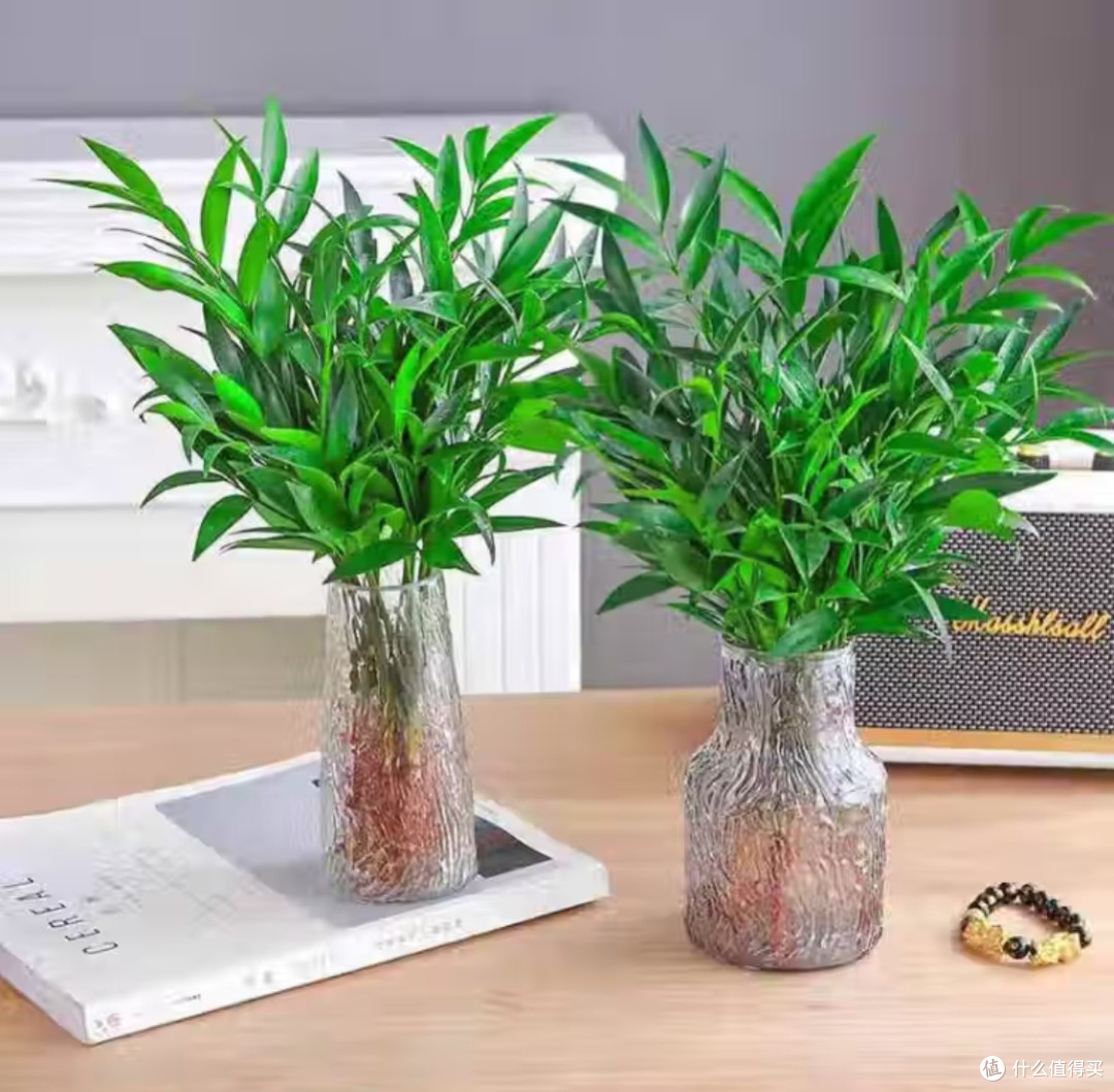 懒人绿植的明智之选：驱蚊竹柏水培植物