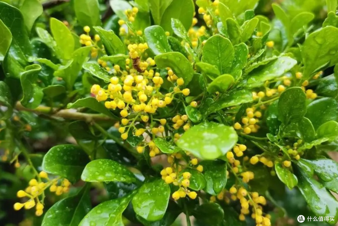 4种花最怕缺光!一阴就黄叶不开花,第2种你家肯定有!