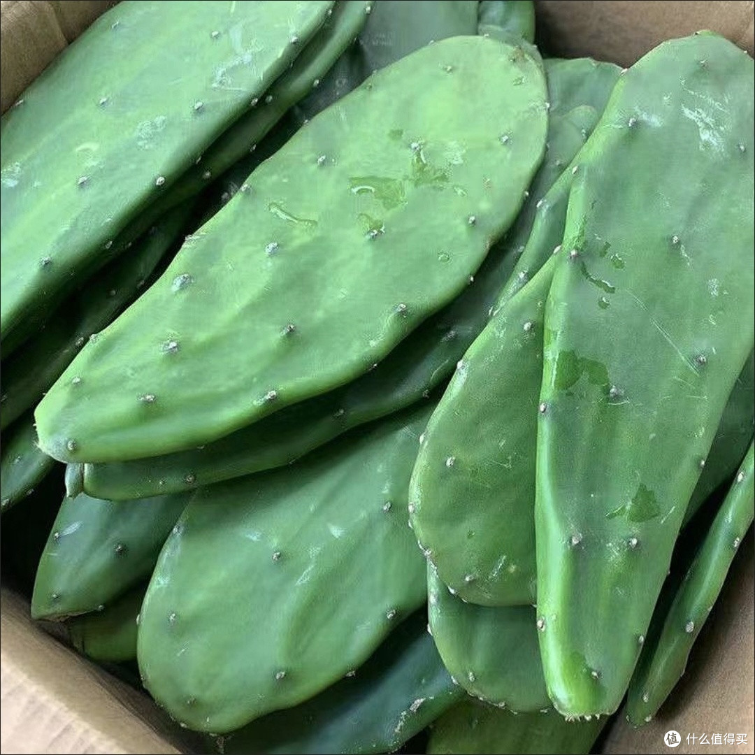 推荐一款懒人必备的绿植:仙人掌,轻松打造绿色生活