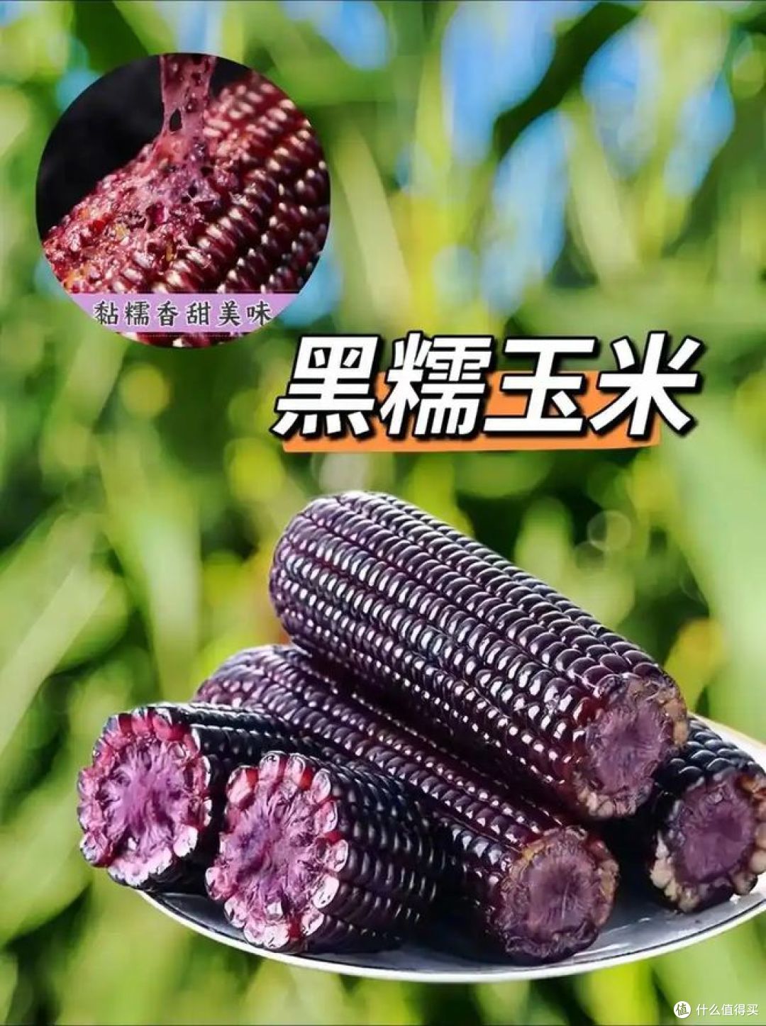 黑玉米是转基因的吗？千万别误会了，一定要知道！