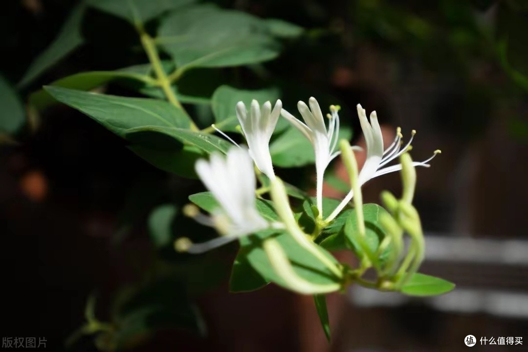 被遗忘的山野良药:金银花叶的奇妙妙用?