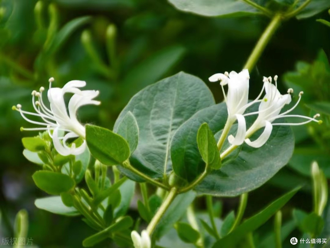 被遗忘的山野良药:金银花叶的奇妙妙用?
