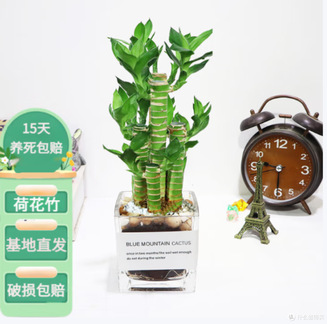 懒人福音!竹报平安,水培绿植,让办公室生机盎然!