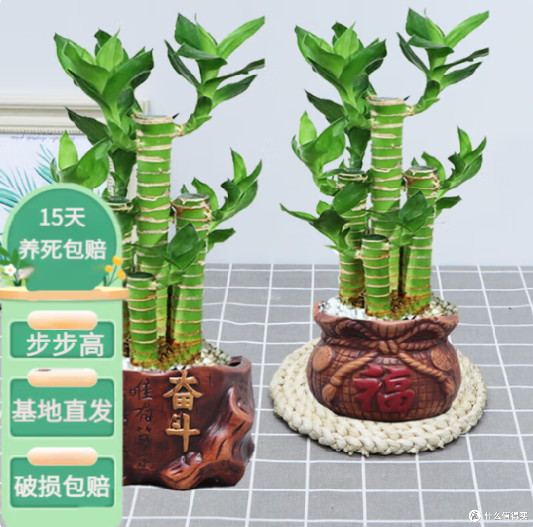 懒人福音!竹报平安,水培绿植,让办公室生机盎然!