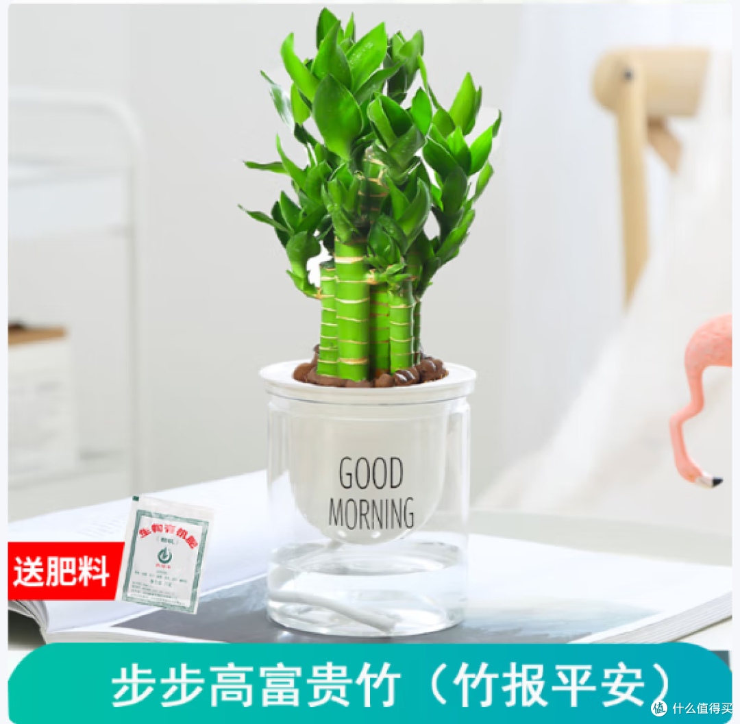 懒人福音!竹报平安,水培绿植,让办公室生机盎然!