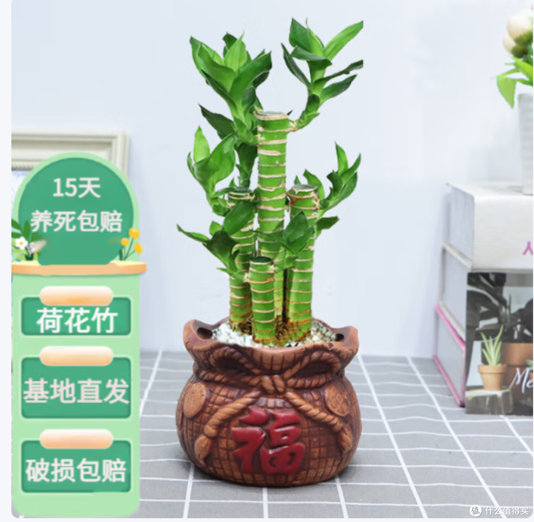 懒人福音!竹报平安,水培绿植,让办公室生机盎然!
