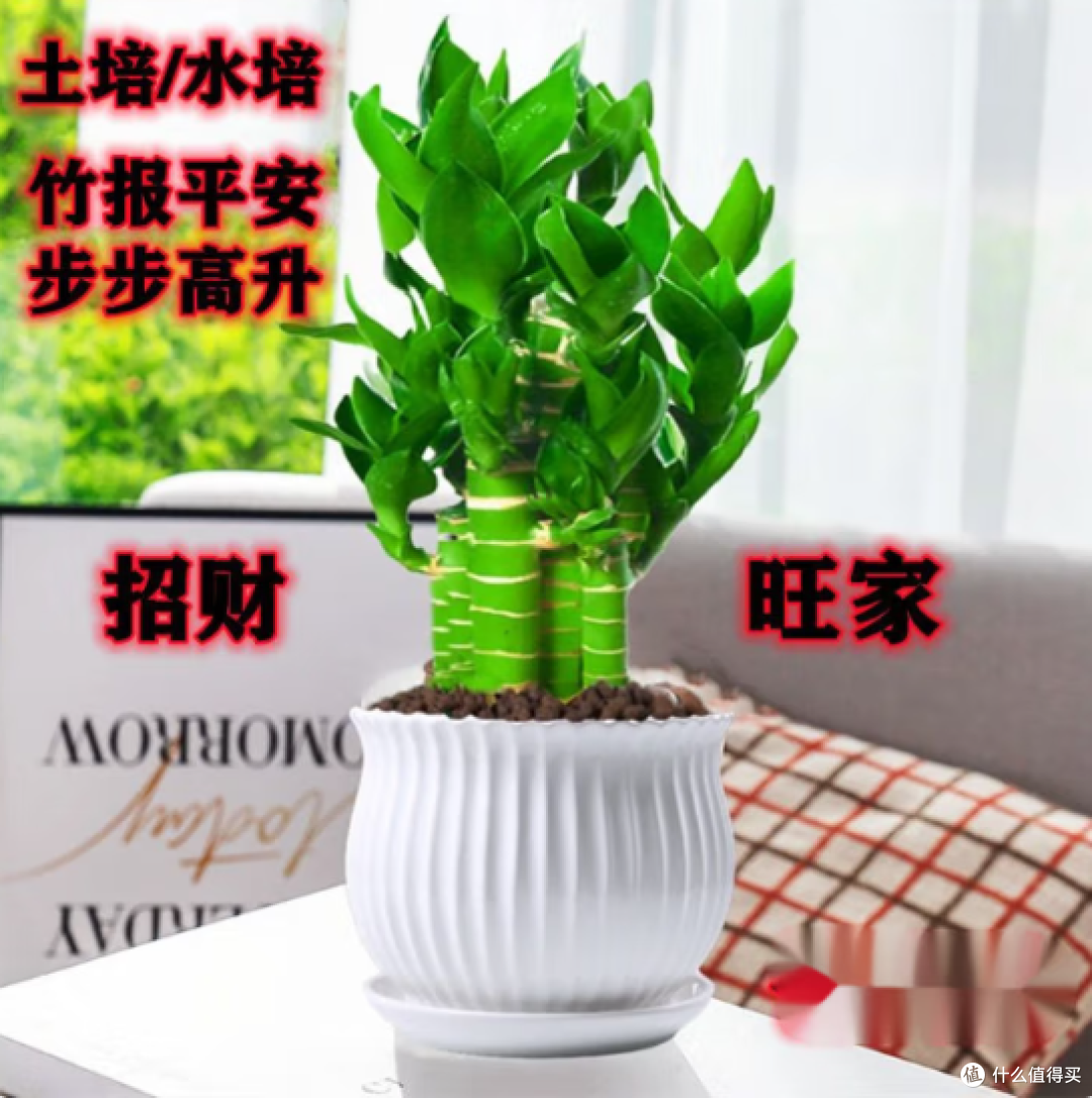 懒人福音!竹报平安,水培绿植,让办公室生机盎然!
