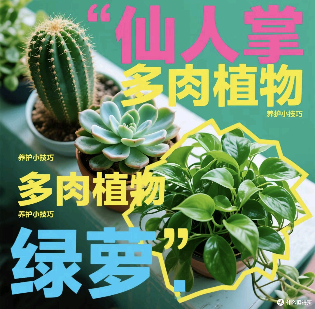 轻松养绿萝、仙人掌和多肉植物,懒人福音!