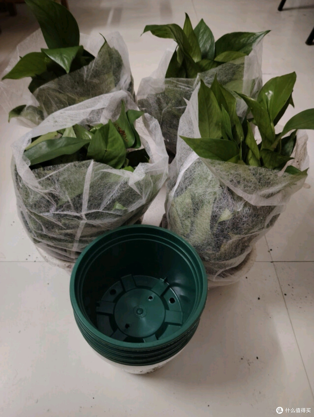 双盟绿萝盆栽:除甲醛绿植优选,打造清新办公与居家环境