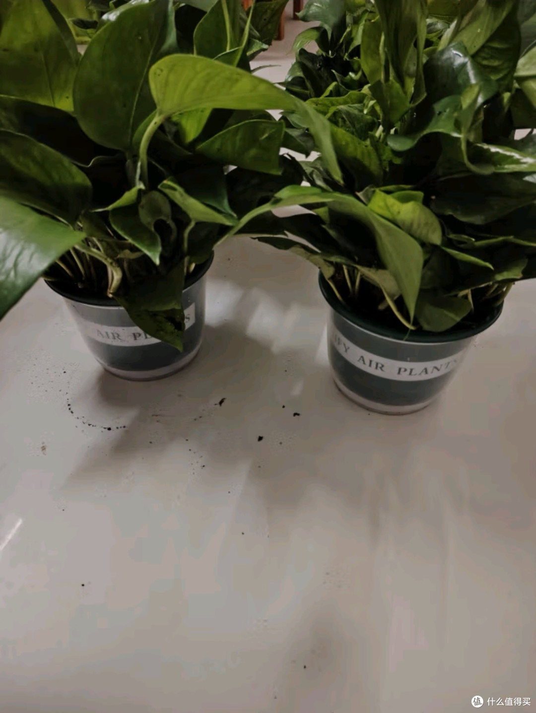 双盟绿萝盆栽:除甲醛绿植优选,打造清新办公与居家环境