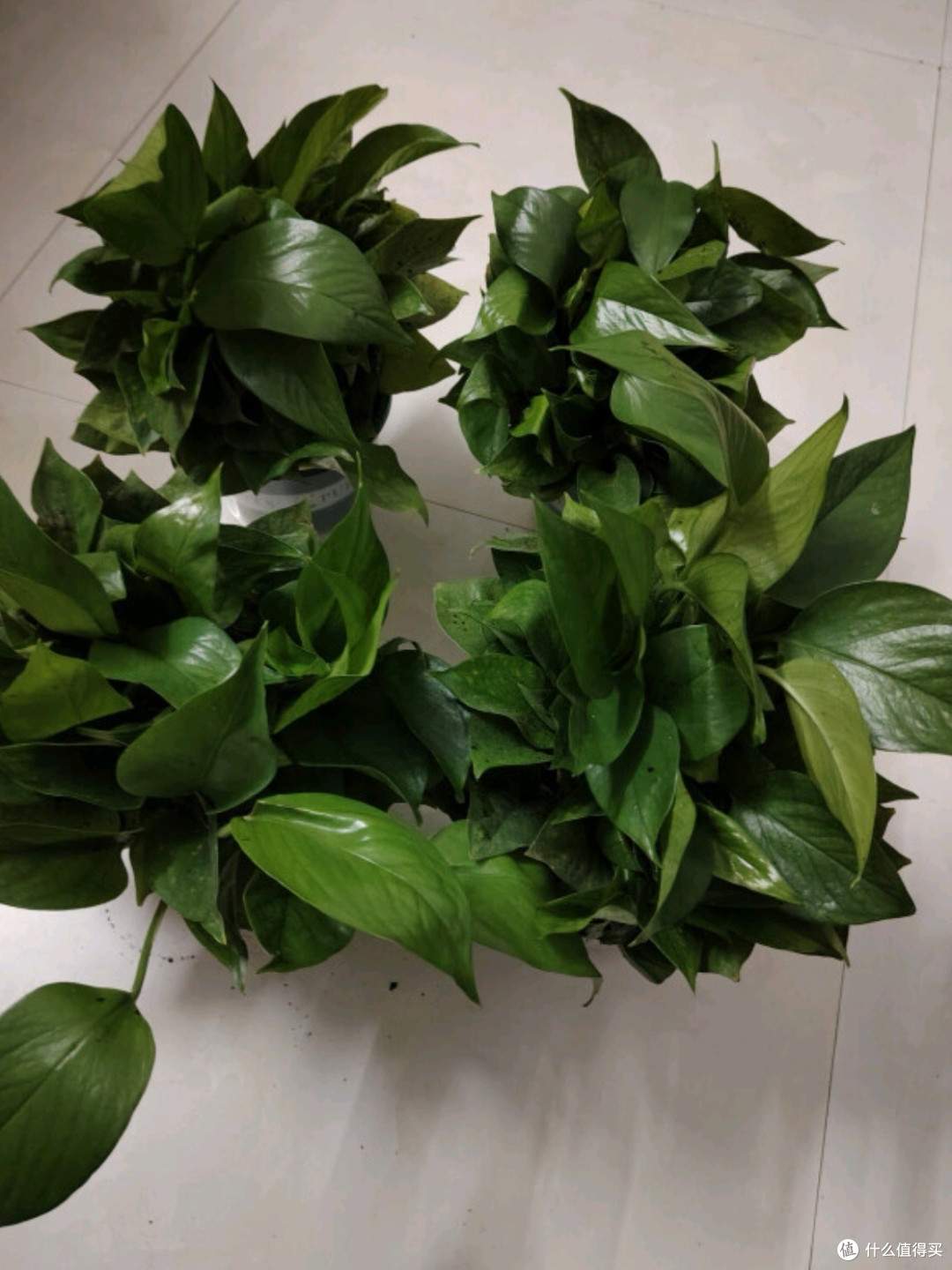 双盟绿萝盆栽:除甲醛绿植优选,打造清新办公与居家环境