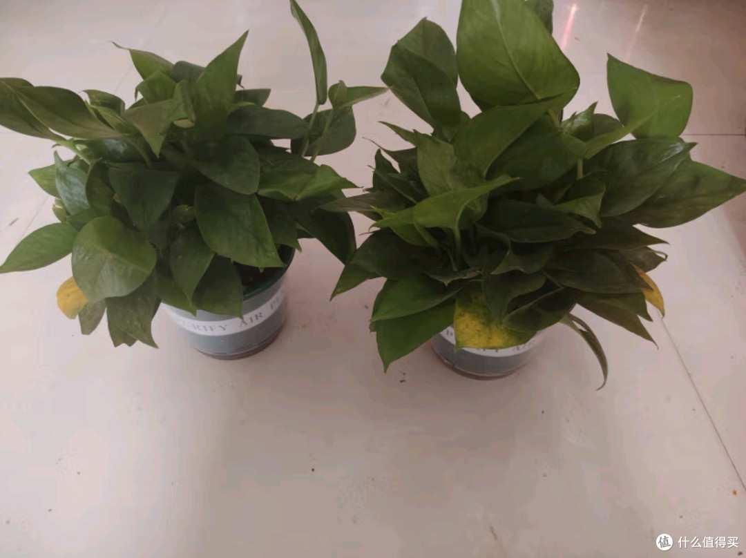双盟绿萝盆栽:除甲醛绿植优选,打造清新办公与居家环境