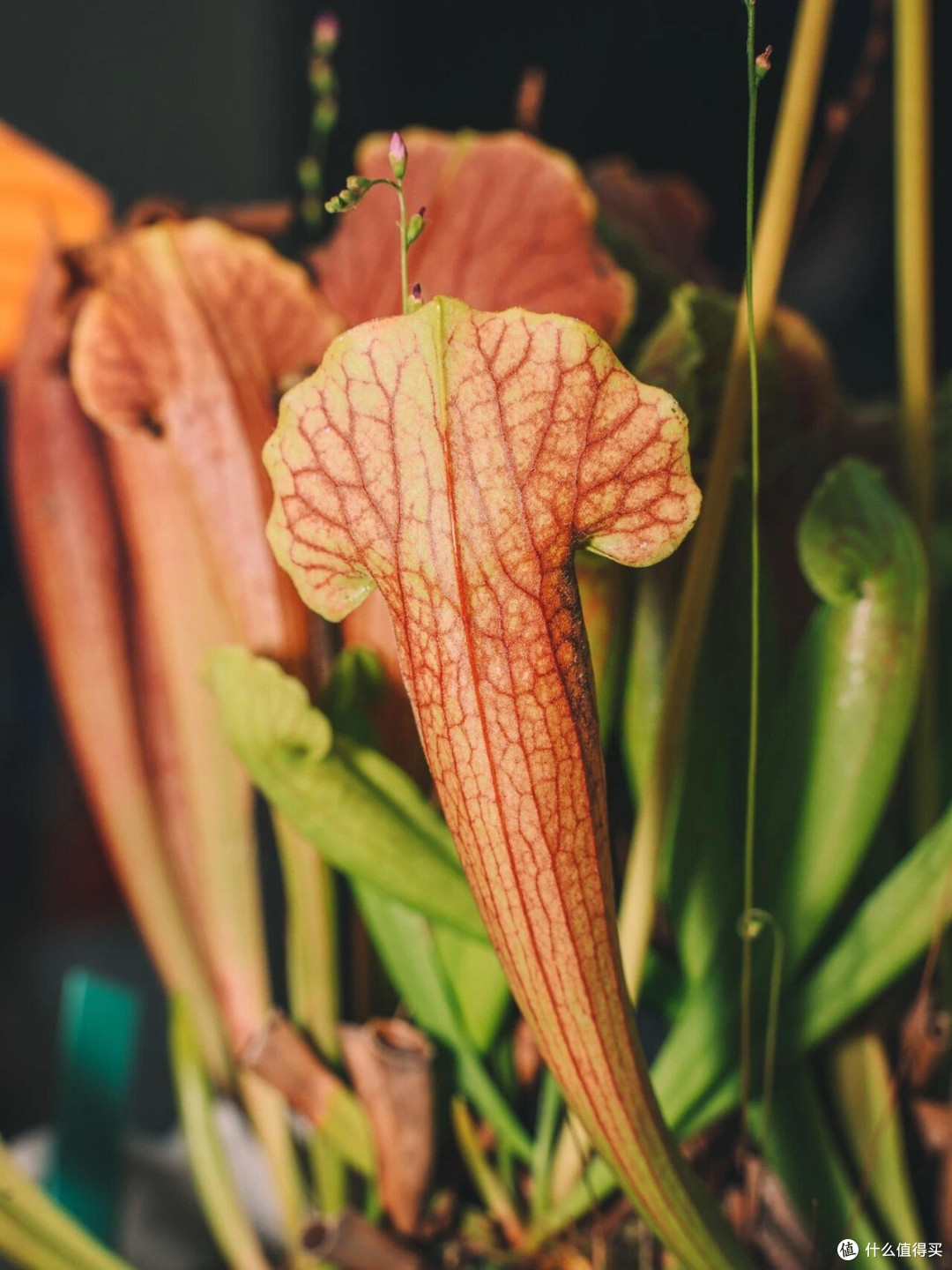 这个季节,在昆明植物园可以拍什么!!