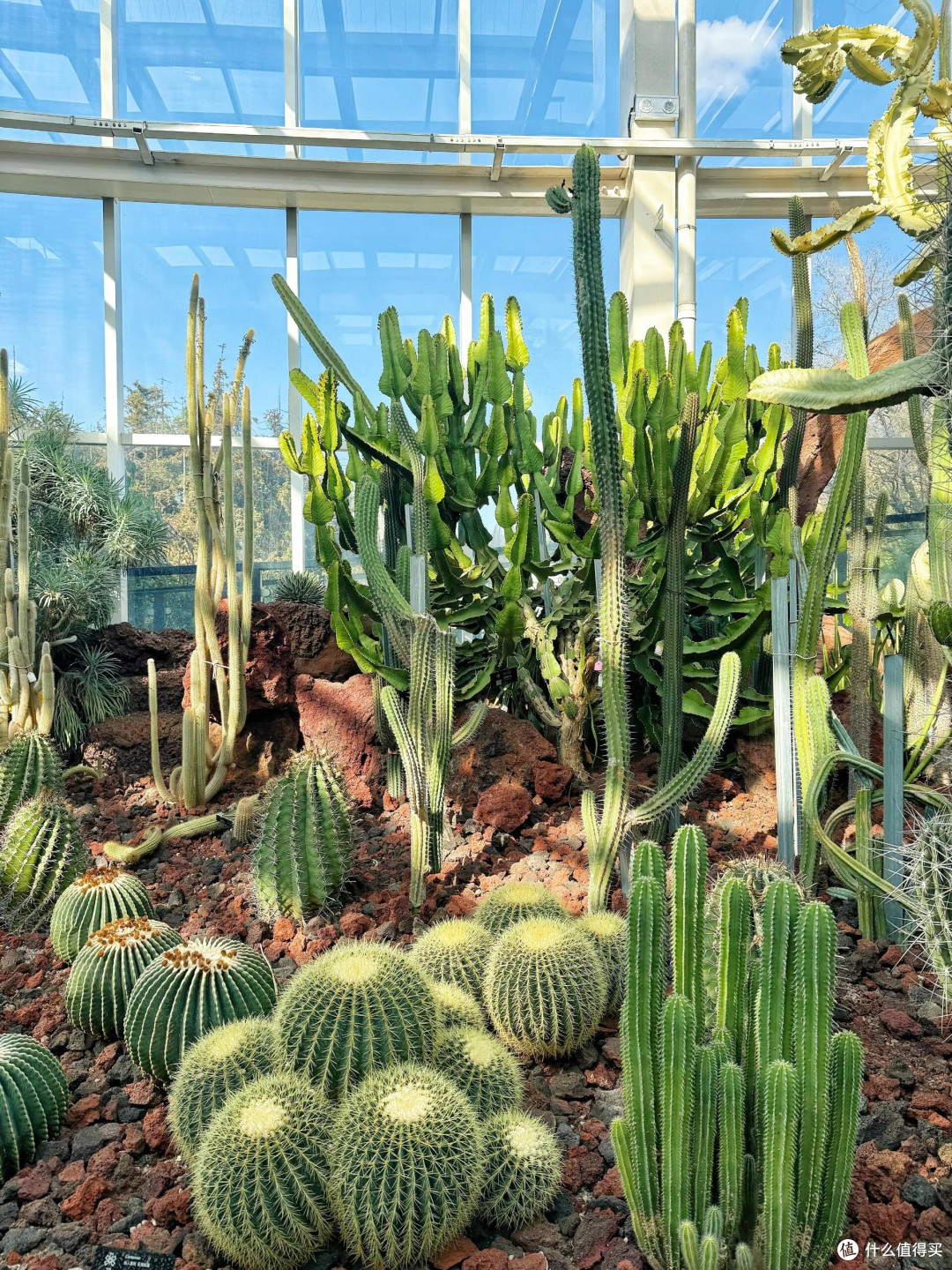 这个季节,在昆明植物园可以拍什么!!