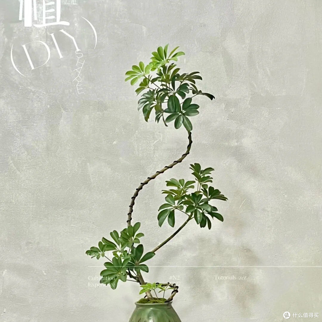 鸭脚木是室内最好养的绿植之一,不用反驳!