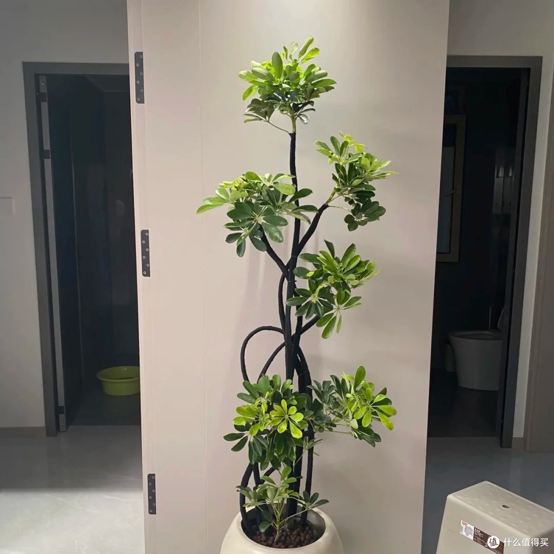 鸭脚木是室内最好养的绿植之一,不用反驳!