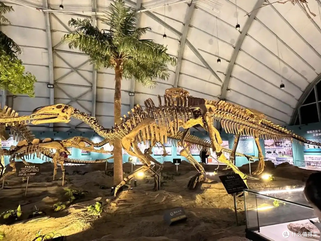 春日探秘辽宁古生物博物馆