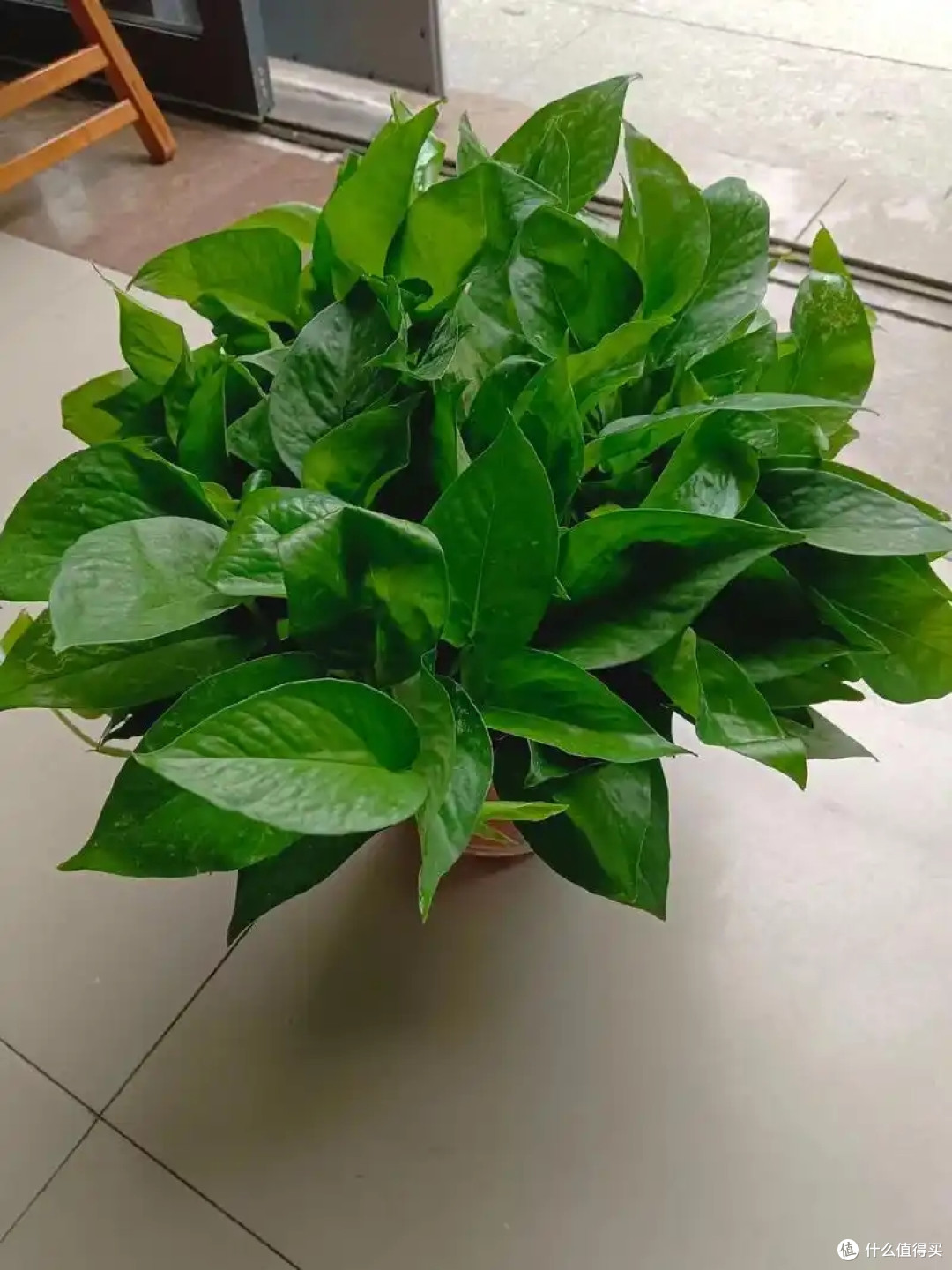 懒人绿植指南,让生活充满绿意的轻松选择