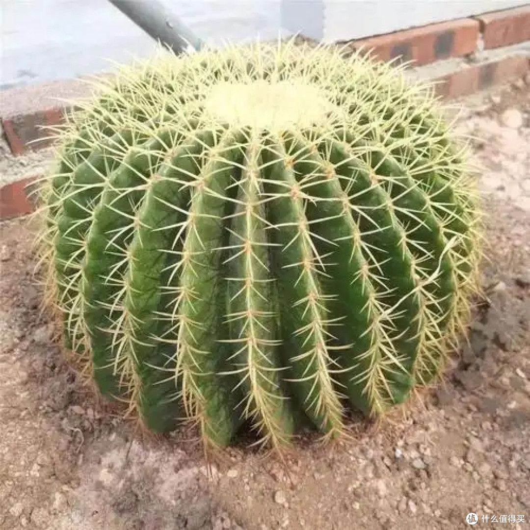 懒人绿植指南,让生活充满绿意的轻松选择
